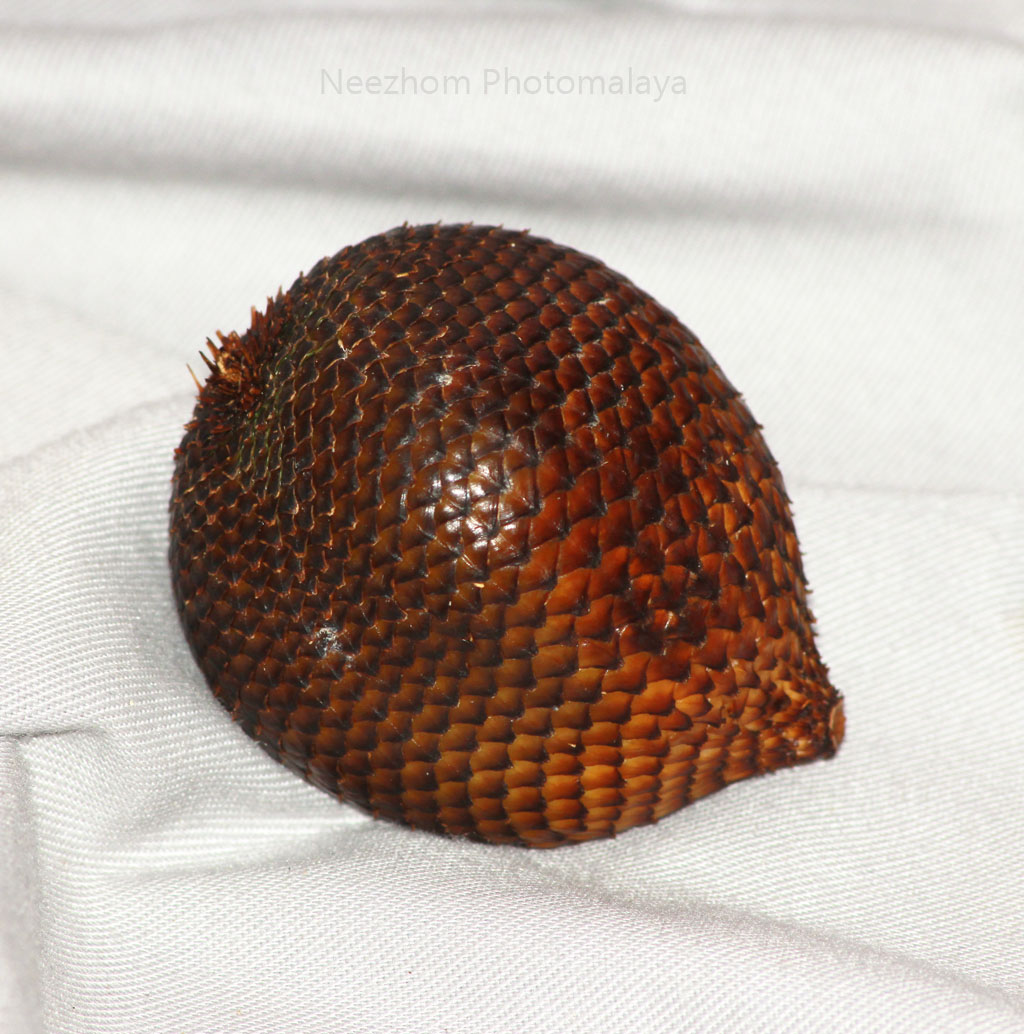 Makro kulit buah salak Neezhom Photomalaya Makro kulit buah salak Neezhom Photomalaya
