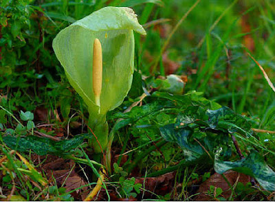 Arum italicum