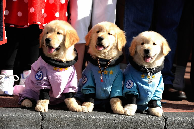 5 собак. джек-рассел-терьер фото. пятерка кладоискателей фильм. джек рассел. снежная пятерка бутуз.