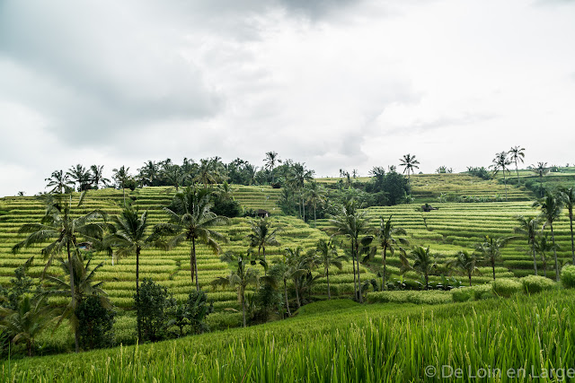 Rizières de Jatiluwih - Bali