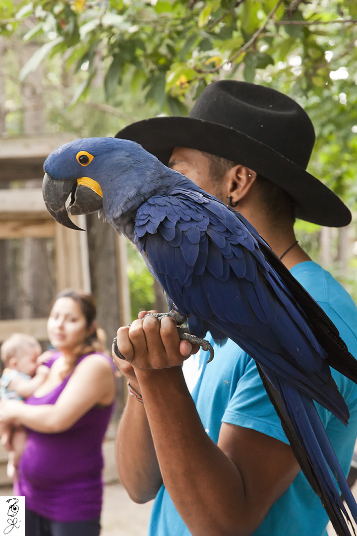 10 Most Popular Pet Macaws In Singapore The Pets Dialogue