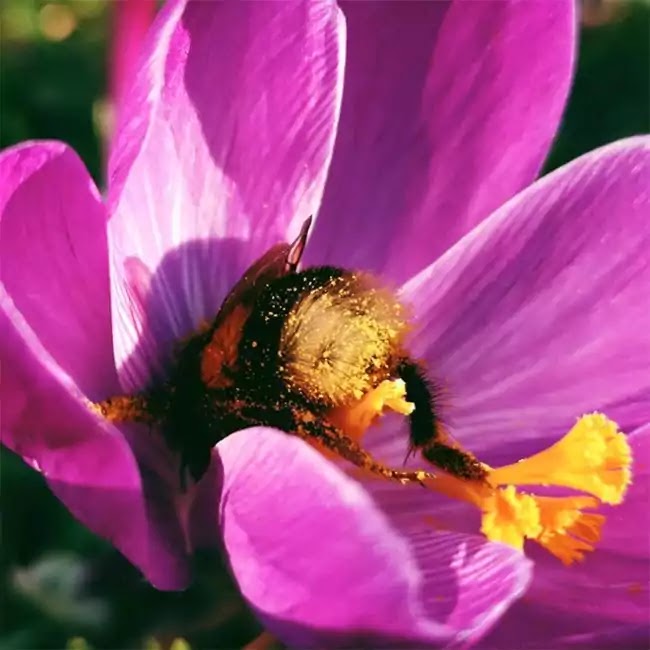 Cute Pictures Of Bumblebees That Fell Asleep Inside Flowers