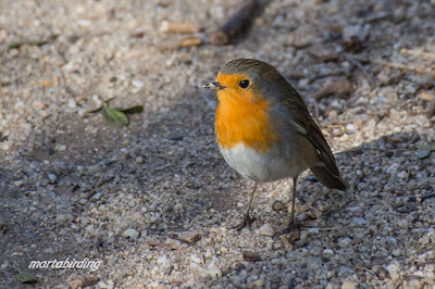 Pit-roig (Erithacus rubecula)