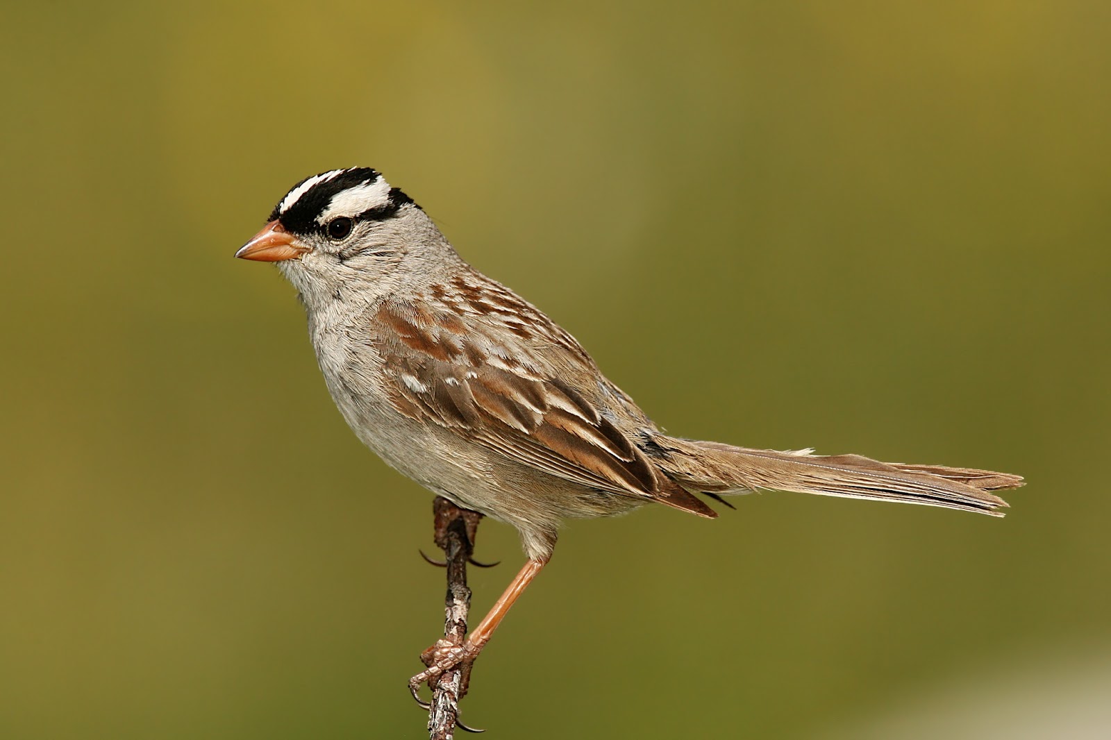 HD Wallpapers Fine: sparrow bird high resolution full hd ...