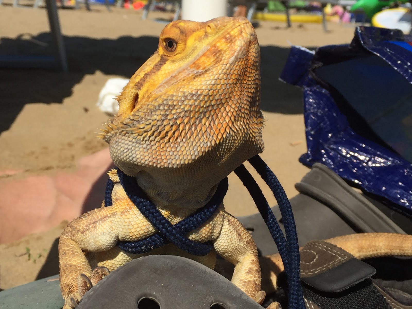 bearded-dragon-2