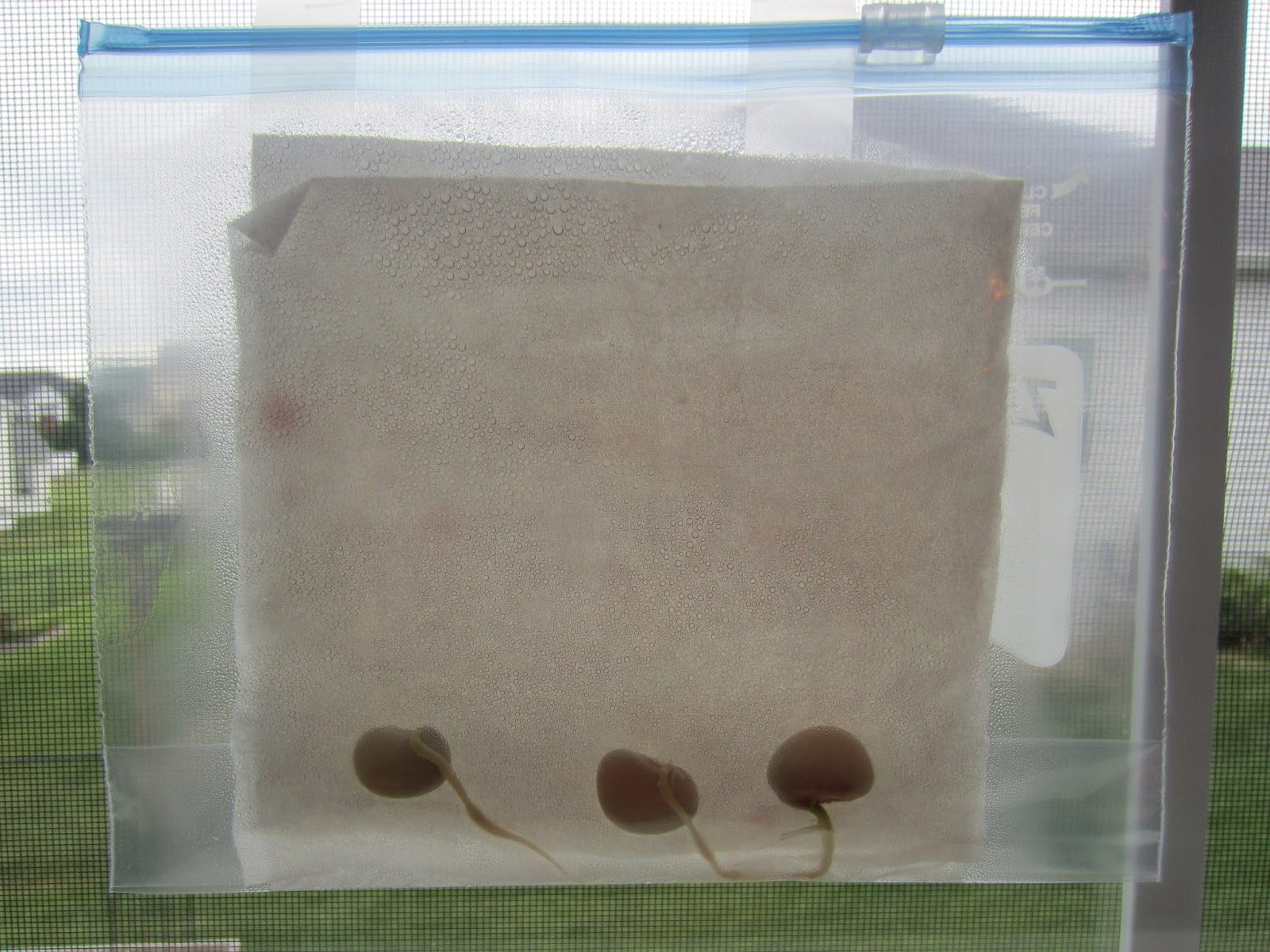 Growing a Bean in a Bag | Relentlessly Fun, Deceptively Educational