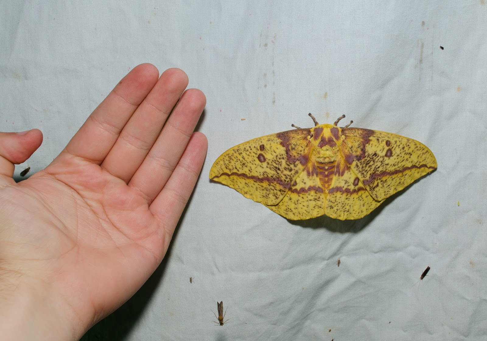 Imperial Moth Size