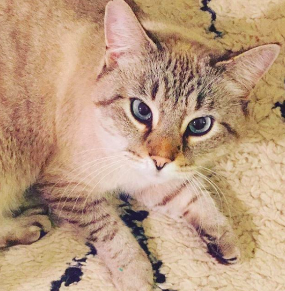 An Easy And Inexpensive Way To Help Your Local Cat Shelter