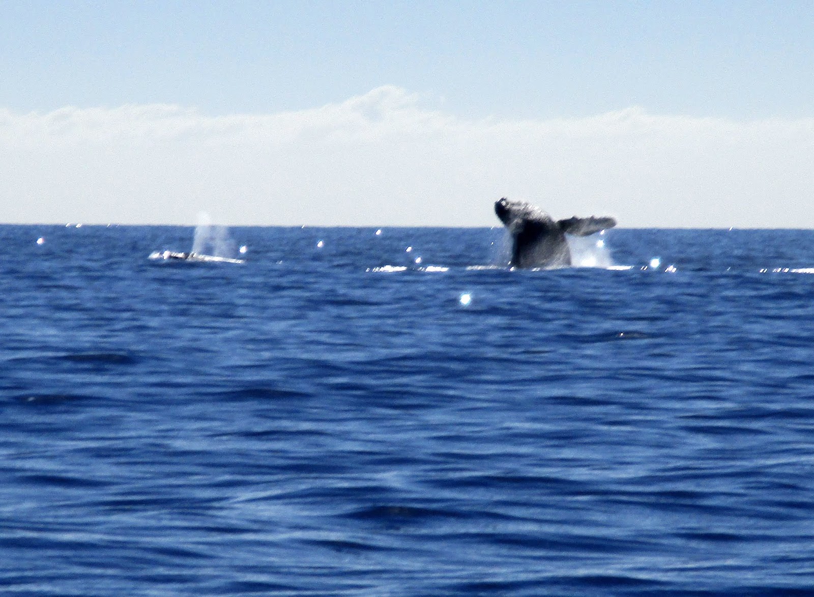 Deb's Days: Cabo San Lucas