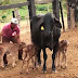 Vaca dá à luz três bezerros