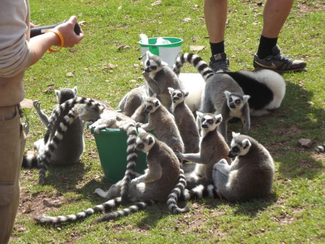 South Lakes Safari Zoo ring tailed lemurs