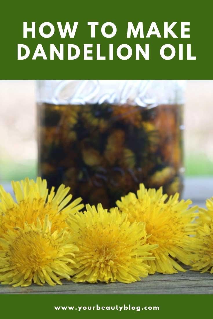 Dandelion Oil Benefits and How to Make Dandelion Oil