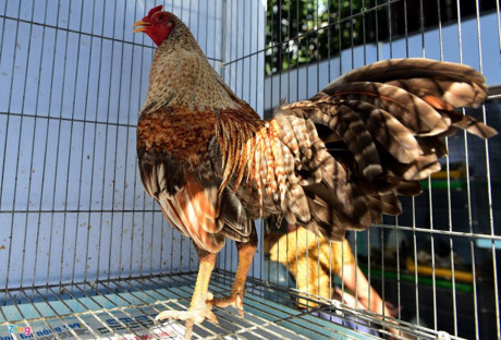 Chum anh: Trai ga vay rong o Sai Gon duoc dan choi san lung - Anh 4