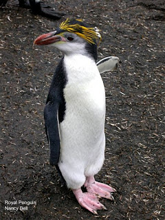 spheniscidae pinguino cara blanca Eudyptes schlegeli