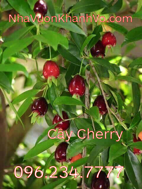 Cherry Brazil, phát triển tốt tại Việt Nam