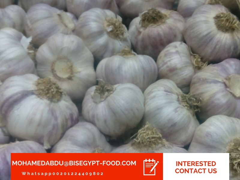 exporting garlic from nigeria