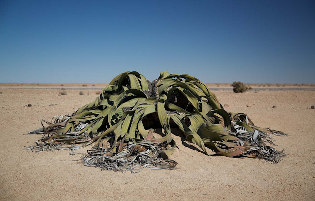 Welwitschia mirabilis, a planta mais resistente do mundo