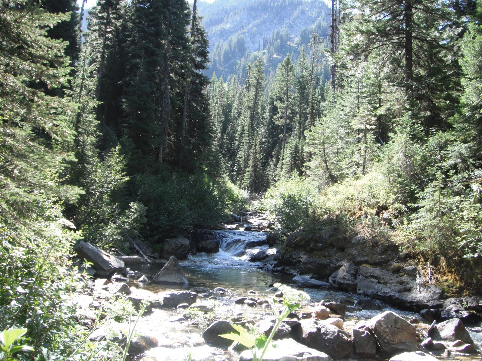 Old Man River OR The Minam River Headwaters Picture Edition