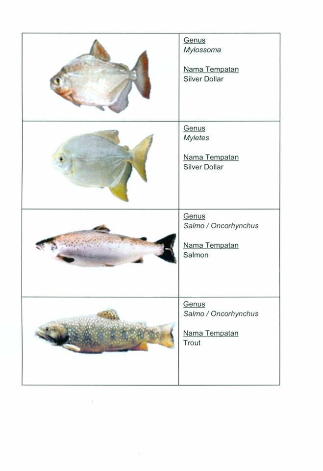 32 Spesies Ikan Yang Dilarang Dilepaskan Ke Perairan Malaysia Kerana