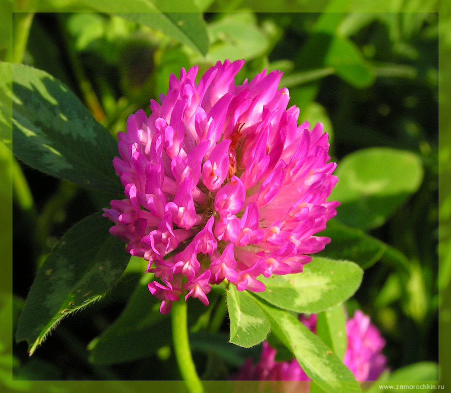 Trifolium praténse