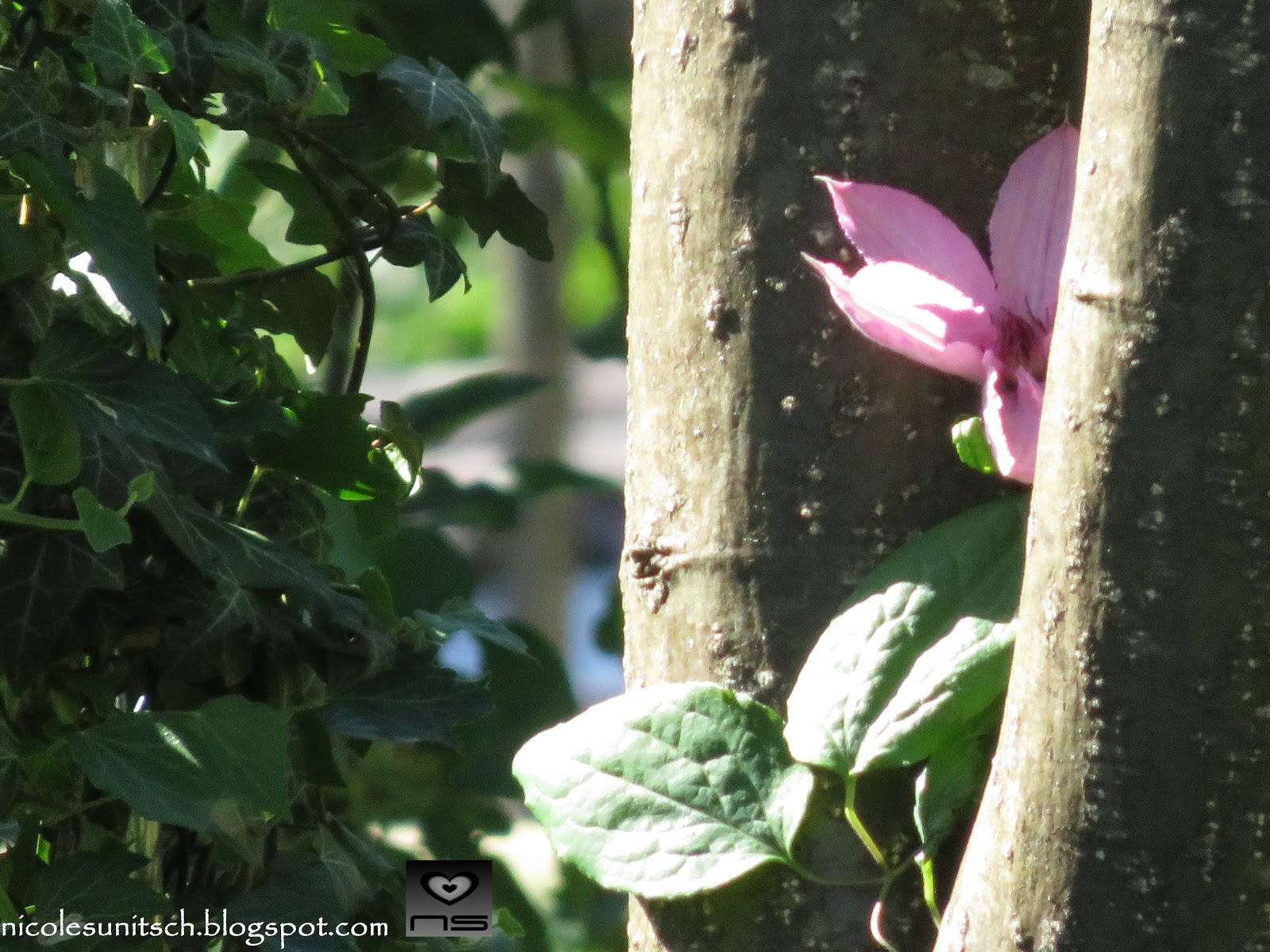 Gedichte Von Nicole Sunitsch Autorin Schnappschuss Wer Bist Du