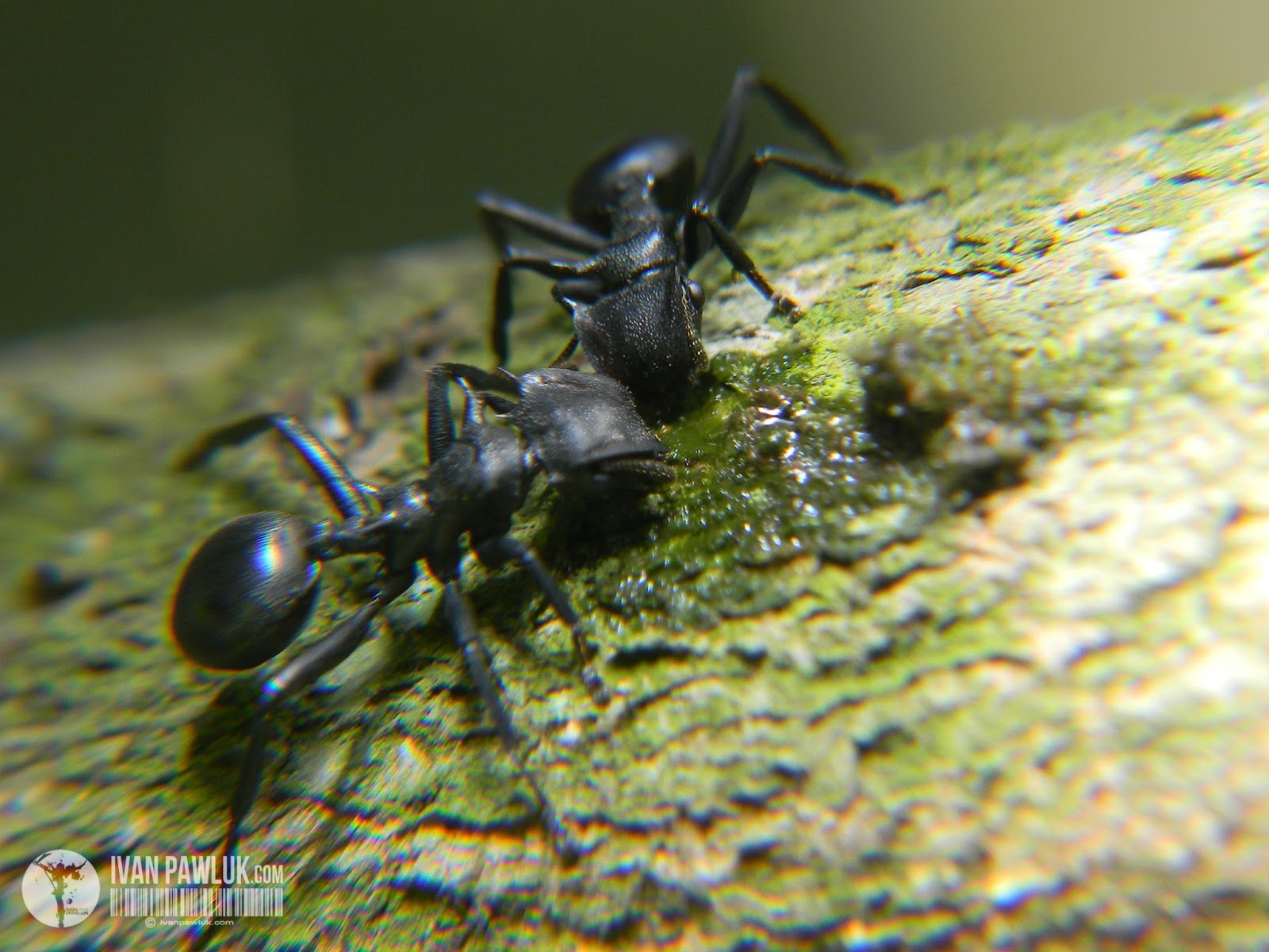 BioPhotos Ivan Pawluk Biodiversidad Cephalotes Atratus