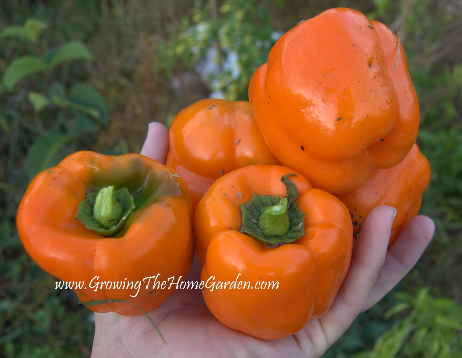 Growing in the Fall Ve able Garden Growing The Home Garden Growing in the Fall Ve able Garden Growing The Home Garden