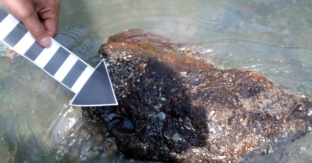 JAS MERAH SMANDAY: MISTERI BATUAN KULIT KERANG DI DAYEUHLUHUR KAB. CILACAP