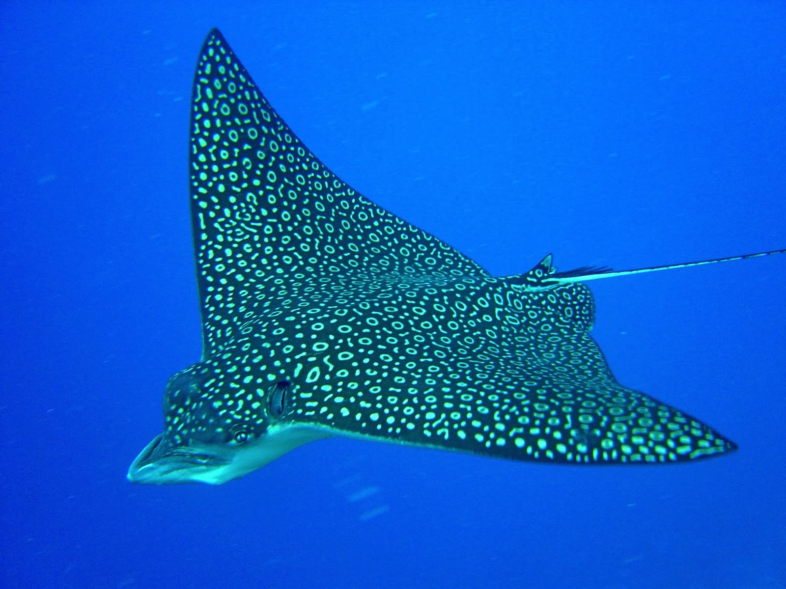 Eagle Ray