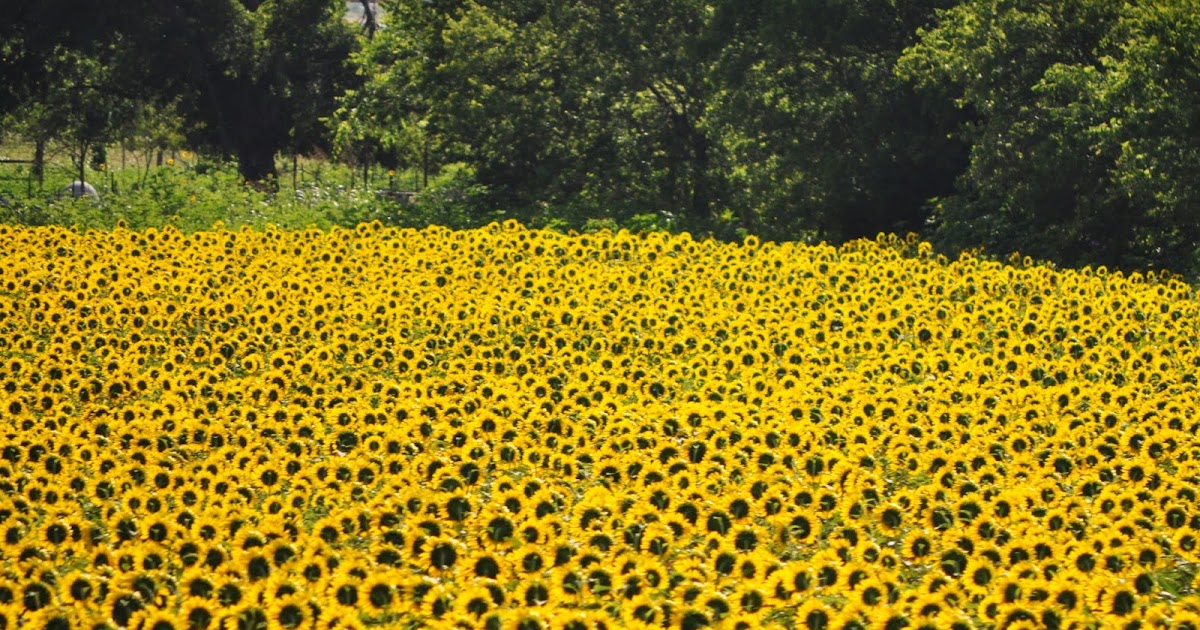 All Things Purple sunflower fields