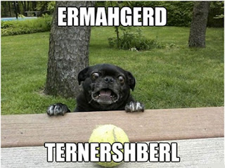 Dog Memes Dog Memes