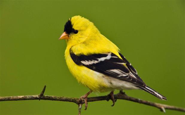 Top 10 Beautiful Smallest Birds in the world
