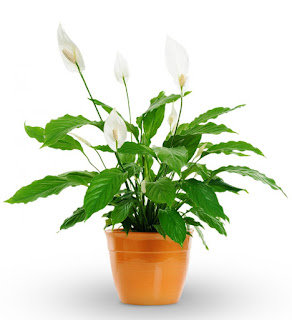 Spathiphyllum atau Peace Lily | Tukang taman