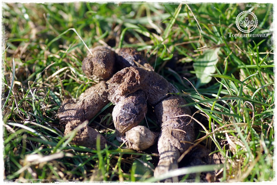 Was tun gegen Katzenkot im Garten meine Tipps! Topfgartenwelt Gartenblog Foodblog