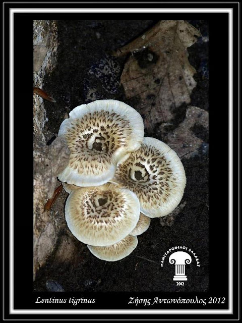 Lentinus tigrinus (Bull.) Fr.