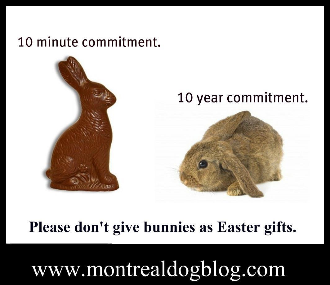 Rabbit Ramblings: Bunny advocacy memes