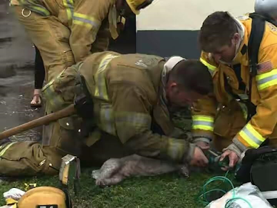 2 Firefighters in California revive dog using mouth-to-mouth resuscitation