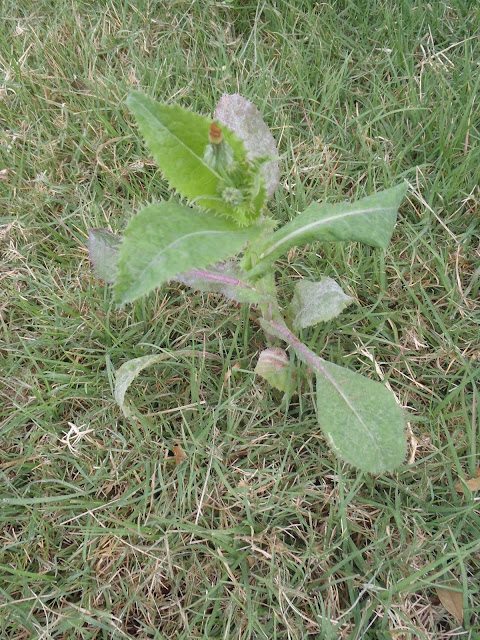 Sow Thistle weed http://muttnut.blogspot.com/