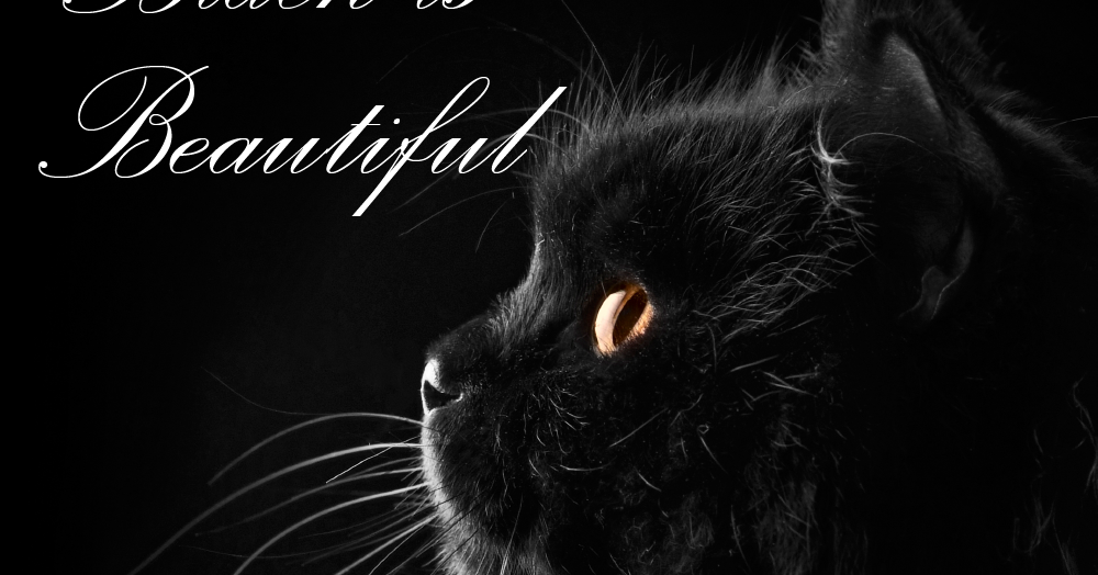 Why Is August Black Cat Appreciation Day Why Is August Black Cat Appreciation Day