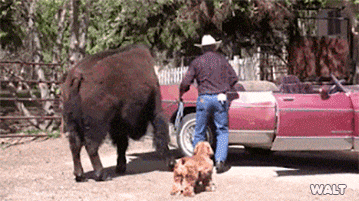 Búfalo y perrito van en una camioneta gif divertido