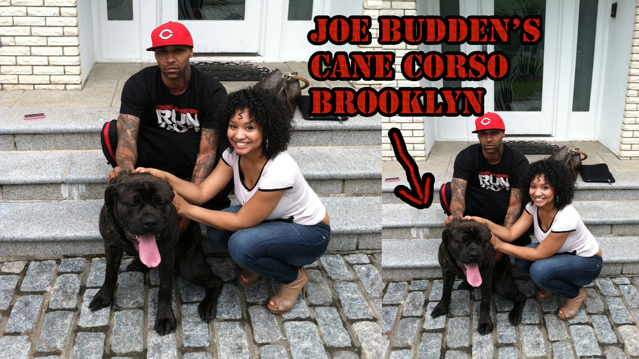 onQ World is Joe Budden's Dog name Brooklyn a subliminal diss to JayZ