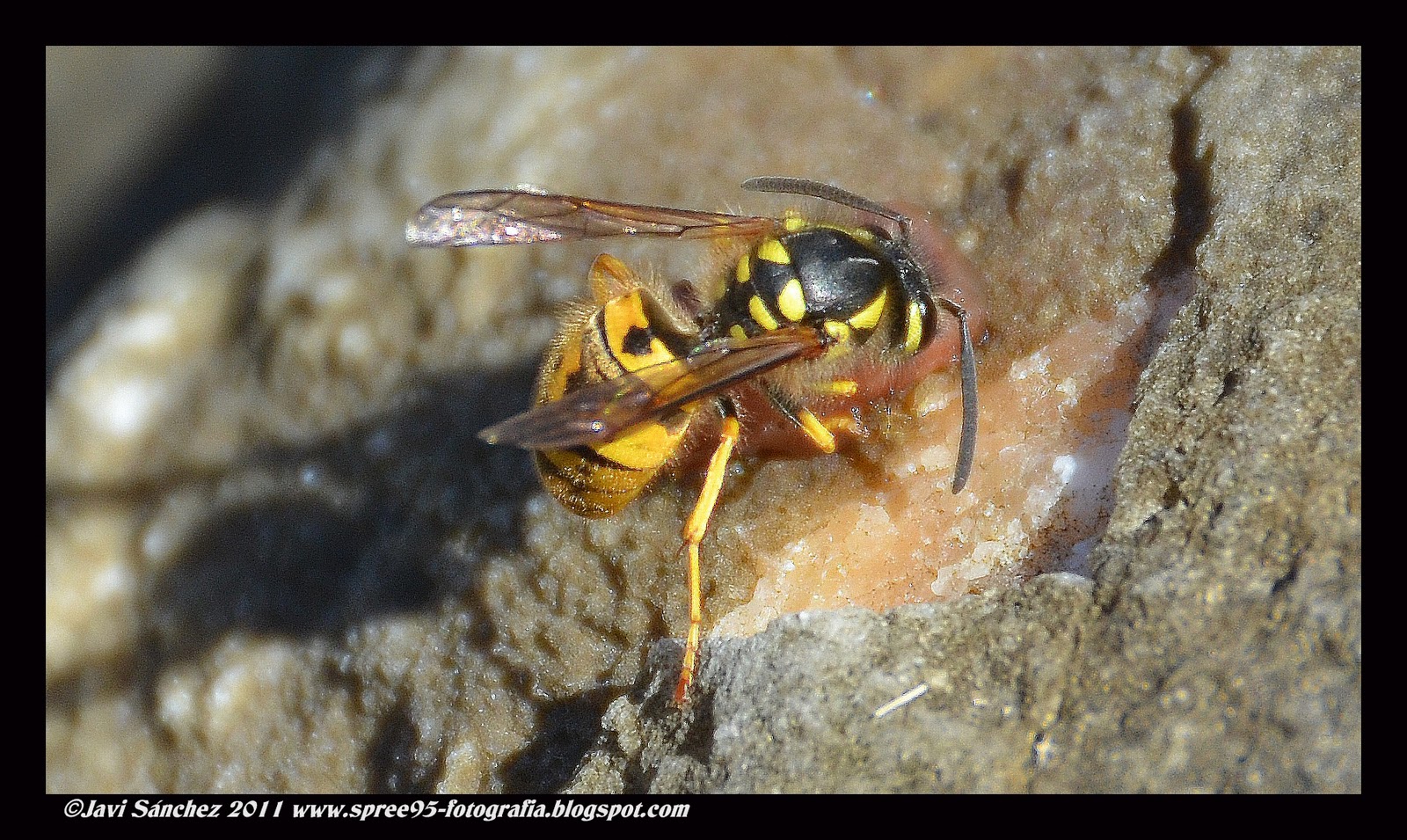 Spree95 Magazine Abeja