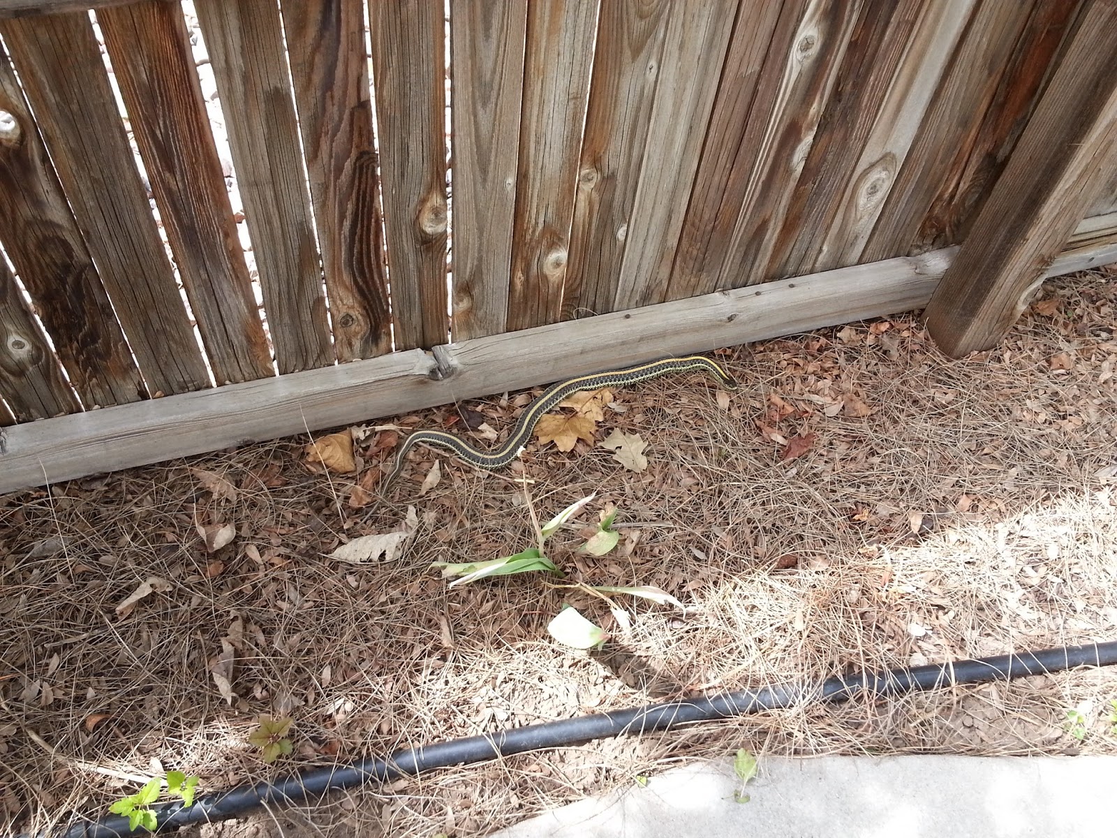 A. L. Tyler Snakes under my porch