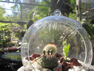 Cactus Glass Bubble