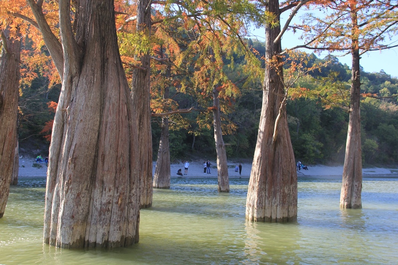 Кипарис Фото Листьев