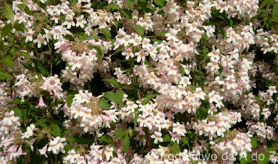 Plant Gallery Encyklopedia Roslin Choisya Ternata White Dazzler