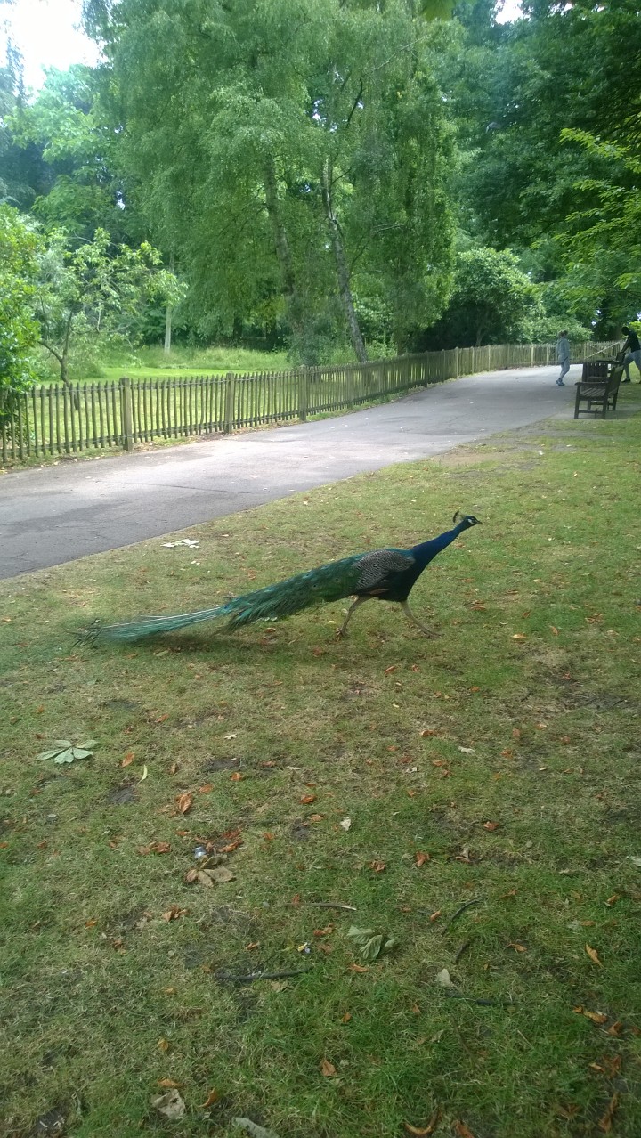 Peacocks And Pea Hens At Holland Park How Adorable? Peacocks And Pea Hens At Holland Park How Adorable?