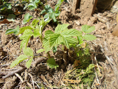 Raspberry shoots May 80 Minute Allotment Green Fingered Blog
