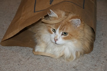 alt="gato anciano metido dentro de una bolsa de papel"