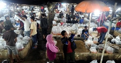 Ikan Hias Murah di Lokasi Pasar Ikan Hias Parung - Ikan ...